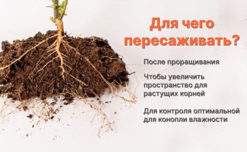Зачем нужно пересаживать коноплю Зачем нужно пересаживать коноплю