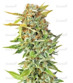 Pato #1.jpg Pato #1.jpg