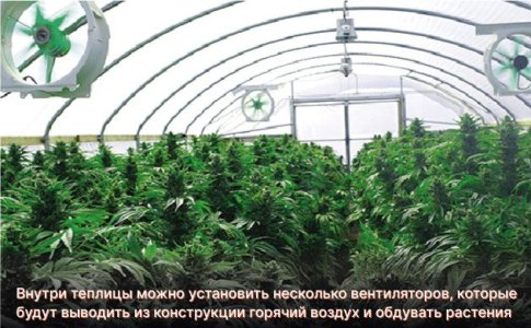 Вентиляция в теплице Вентиляция в теплице