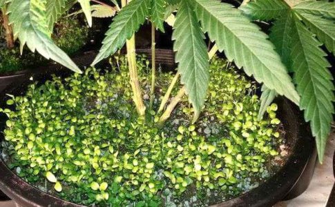 Растения компаньоны конопли