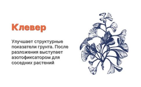 Компаньоны для конопли - клевер