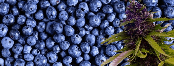 1622367233429.png 1622367233429.png