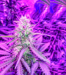 1622367368766.png 1622367368766.png