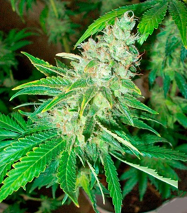 1623499852718.png 1623499852718.png