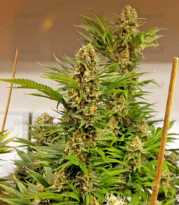 1623505501665.png 1623505501665.png