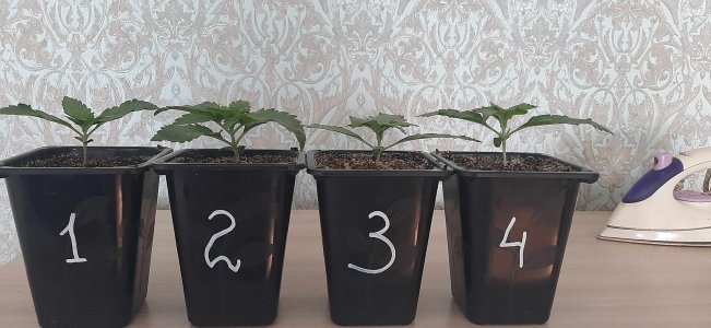 20210620_151742_compress17.jpg 20210620_151742_compress17.jpg