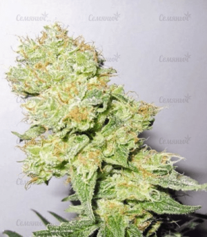 1624718602578.png 1624718602578.png