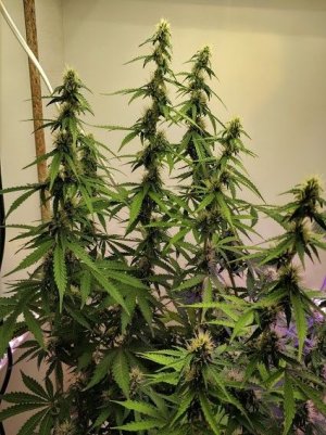 88888888.jpg 88888888.jpg