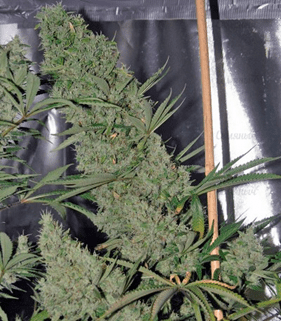 1624994517595.png 1624994517595.png