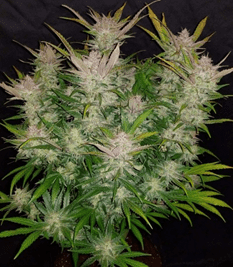 1625041503630.png 1625041503630.png