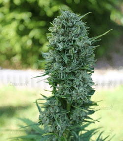 1625041527140.png 1625041527140.png