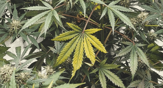 1666101133373.png 1666101133373.png