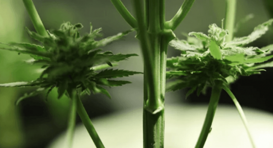 1666101797705.png 1666101797705.png