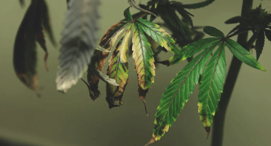 1666102128855.png 1666102128855.png