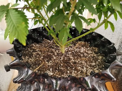 IMG_20221021_152151.jpg IMG_20221021_152151.jpg