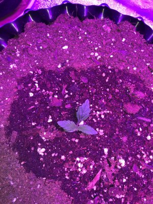 IMG_6805.JPG IMG_6805.JPG