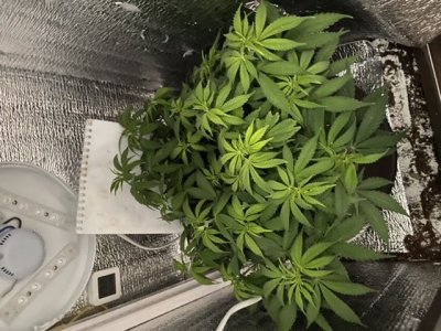 FBBE1F8B-DA61-478A-8A83-AD424E099FEF.jpeg FBBE1F8B-DA61-478A-8A83-AD424E099FEF.jpeg