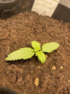 IMG_0439.JPG IMG_0439.JPG