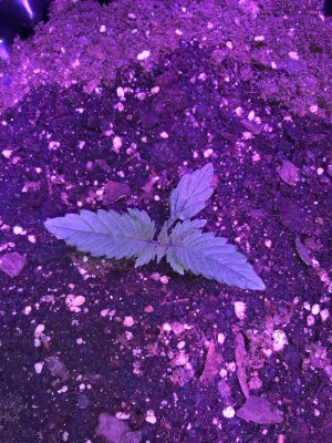 IMG_6830.JPG IMG_6830.JPG