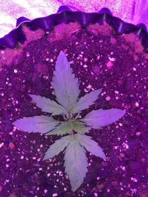 IMG_6848.JPG IMG_6848.JPG