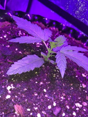 IMG_6849.JPG IMG_6849.JPG