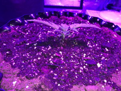 IMG_6847.JPG IMG_6847.JPG