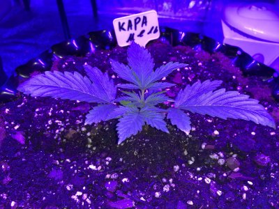 IMG_6884.JPG IMG_6884.JPG