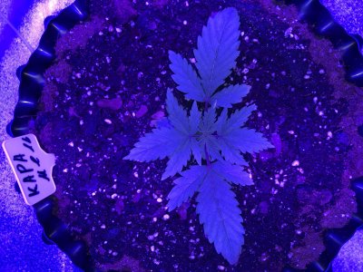 IMG_6885.JPG IMG_6885.JPG