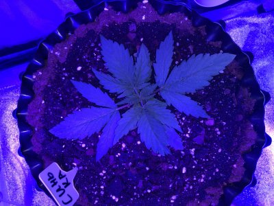 IMG_6886.JPG IMG_6886.JPG