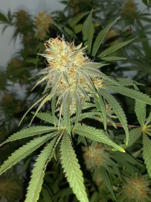 20221031_141403.jpg 20221031_141403.jpg