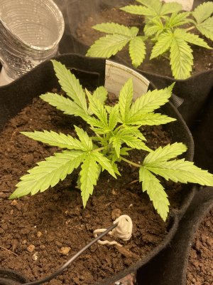 IMG_0464.JPG IMG_0464.JPG