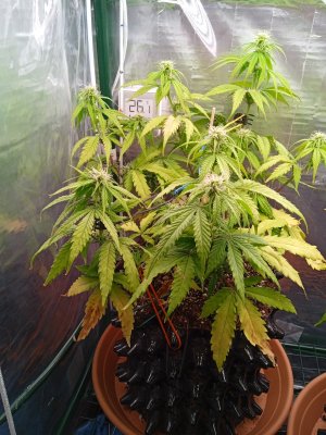 IMG_20221031_210720.jpg IMG_20221031_210720.jpg