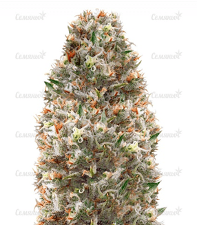 1667247785505.png 1667247785505.png