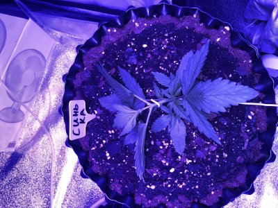 36A15538-310A-4383-A6D5-D3EA40AFFA32.jpeg 36A15538-310A-4383-A6D5-D3EA40AFFA32.jpeg