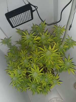 20221103_084938.jpg 20221103_084938.jpg