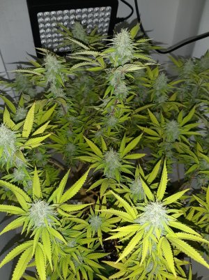 20221103_110839.jpg 20221103_110839.jpg