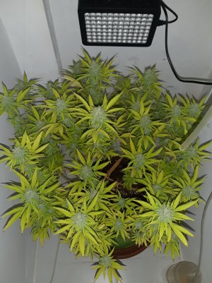 20221103_111636.jpg 20221103_111636.jpg