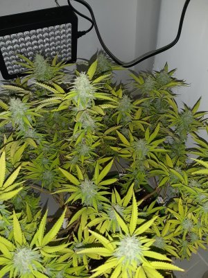 20221103_111601.jpg 20221103_111601.jpg