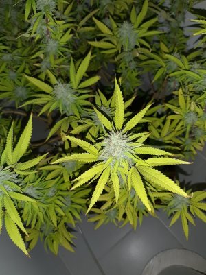 20221103_111549.jpg 20221103_111549.jpg