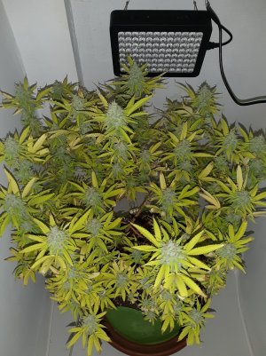 20221104_133111.jpg 20221104_133111.jpg