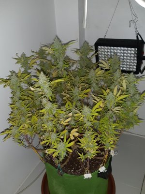 20221104_133126.jpg 20221104_133126.jpg