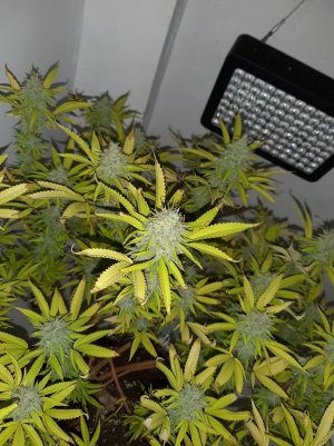 20221104_133209.jpg 20221104_133209.jpg