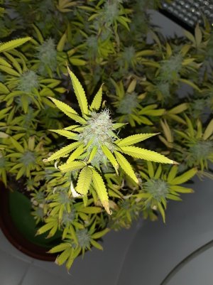 20221104_133222.jpg 20221104_133222.jpg