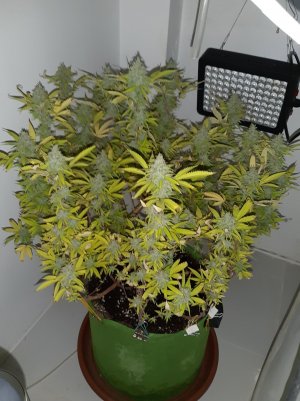 20221104_141531.jpg 20221104_141531.jpg