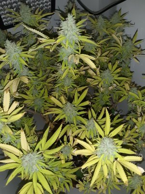 20221104_142100.jpg 20221104_142100.jpg