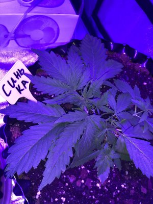 IMG_6944.JPG IMG_6944.JPG