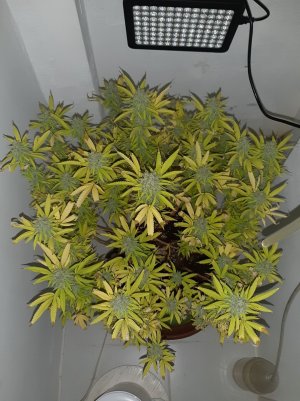 20221104_212658.jpg 20221104_212658.jpg