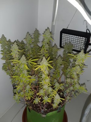 20221105_122036.jpg 20221105_122036.jpg