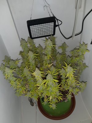 20221105_123618.jpg 20221105_123618.jpg