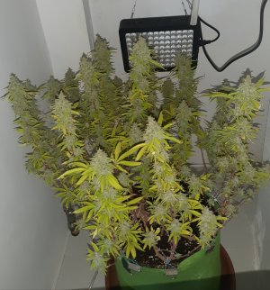 20221105_124203.jpg 20221105_124203.jpg